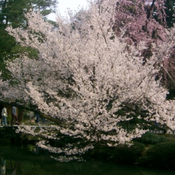 Kenrokuen cherry blossoms
