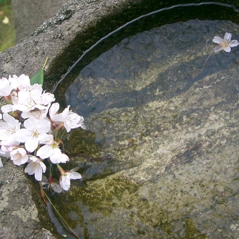 Kenrokuen cherry blossoms and water